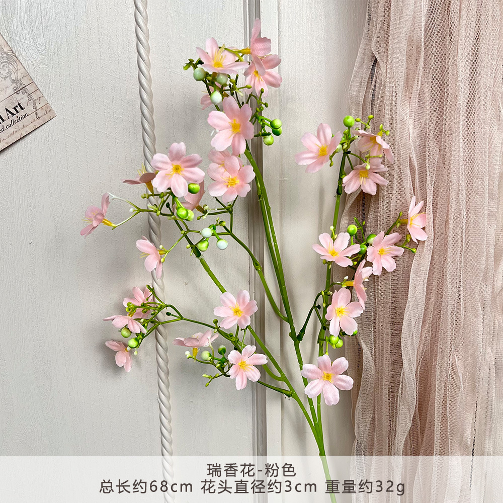 DD-치상화-핑크