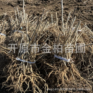 辽宁刺嫩芽树苗山野菜刺龙芽小苗护坡造林刺嫩芽树杆子全国发货