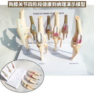 Dog knee joint model ligament menisci simulation plastic dog bone Animal Veterinary Pet Hospital decoration pathology