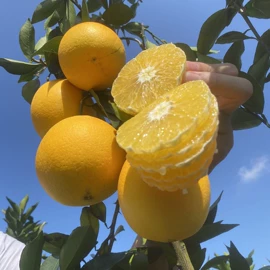 番薯类;柑桔;苹果