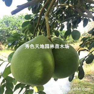 ����̩���t��ʯ������޽Ӽt�����Ә�����Ʒ�NԽ�������玧�����~
