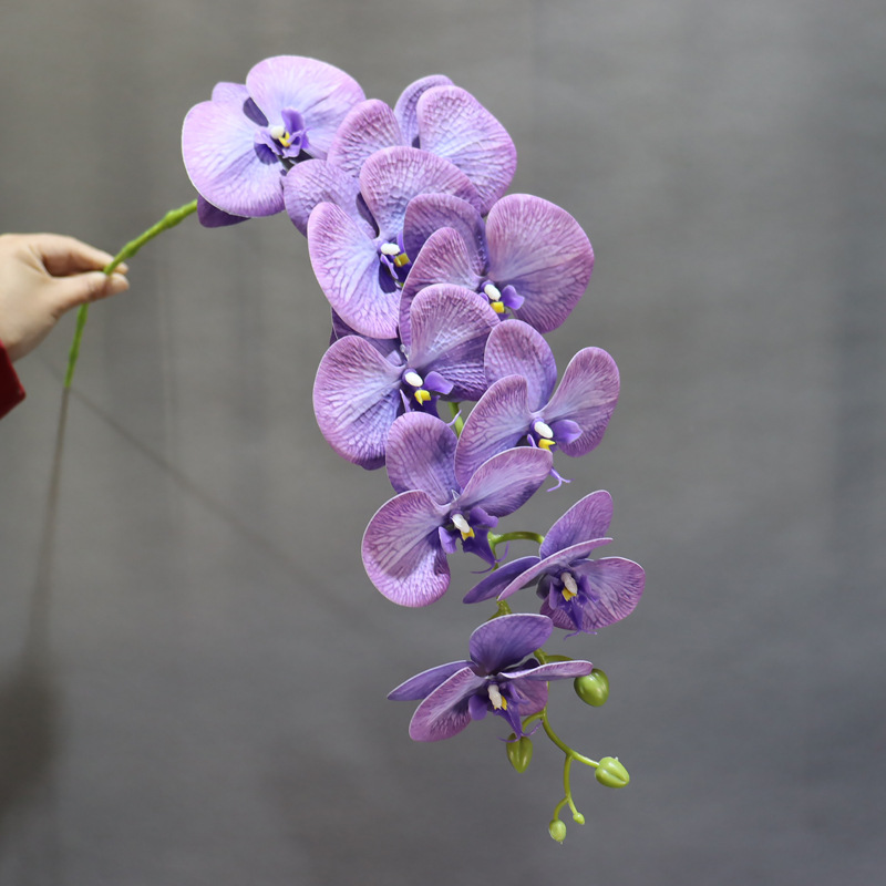 Phalaenopsis púrpura fina 9 flores