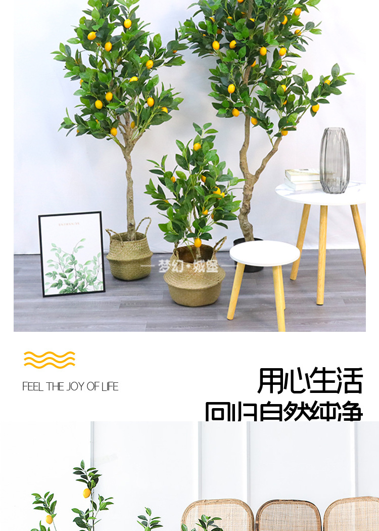 柠檬树详情_04.jpg