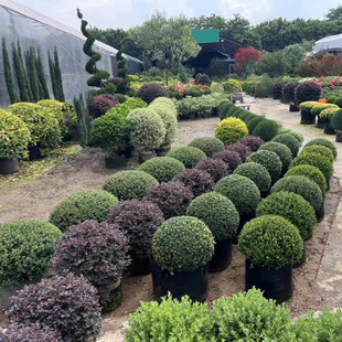 ���׶����������������Ϟ���X�~�ͺ����@�OӋ���Rֲ��