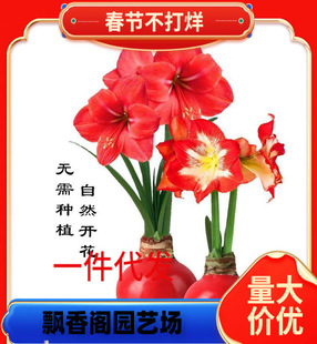 Easy to Grow White-Ribbed Amaryllis in the Courtyard, Free Shipping of 100 Lotus Morning Glory Potted Plants, Shade-Tolerant Gentleman Red Soil Amaryllis