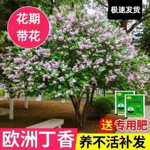 ���㻨���������̨ͥԺ�����҃����ļ������ͺ�ֲ��W�޶��㻨��