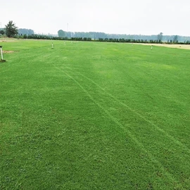 种子;乔木;园林果树