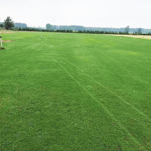 Mud Culture Green Turf, Road Greening Football Field Green Turf, No Need to Trim All Year Round Green Golf Turf