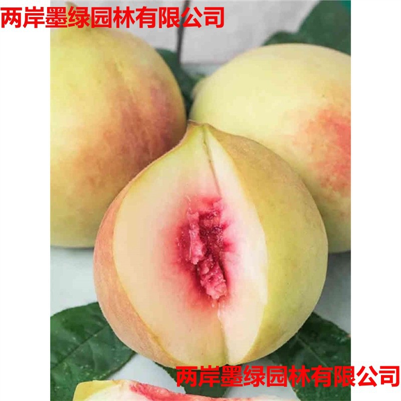 鹰嘴桃树果苗脆甜桃树苗桃子树嫁接苗南方北方种植特大树果树果苗