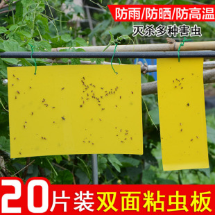 ���l�p��ճ�x��20&times;25*�����������T�x�S��20������һ��500��