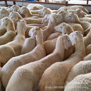 �Bֳ���ĿСβ���� ���������^̥Сβ���� 3�»���