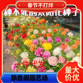 一件代发重瓣太阳花种子四季波斯菊种孑阳台多色室内外盆栽花籽满