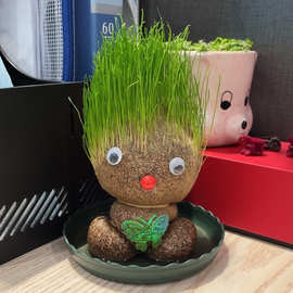 草头娃娃头上长草儿童种植小盆栽种草植物头发浇水种籽室内桌面