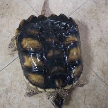 �ֻ���ֳ����������ֳ�ڹ�С���������������ӷ�������