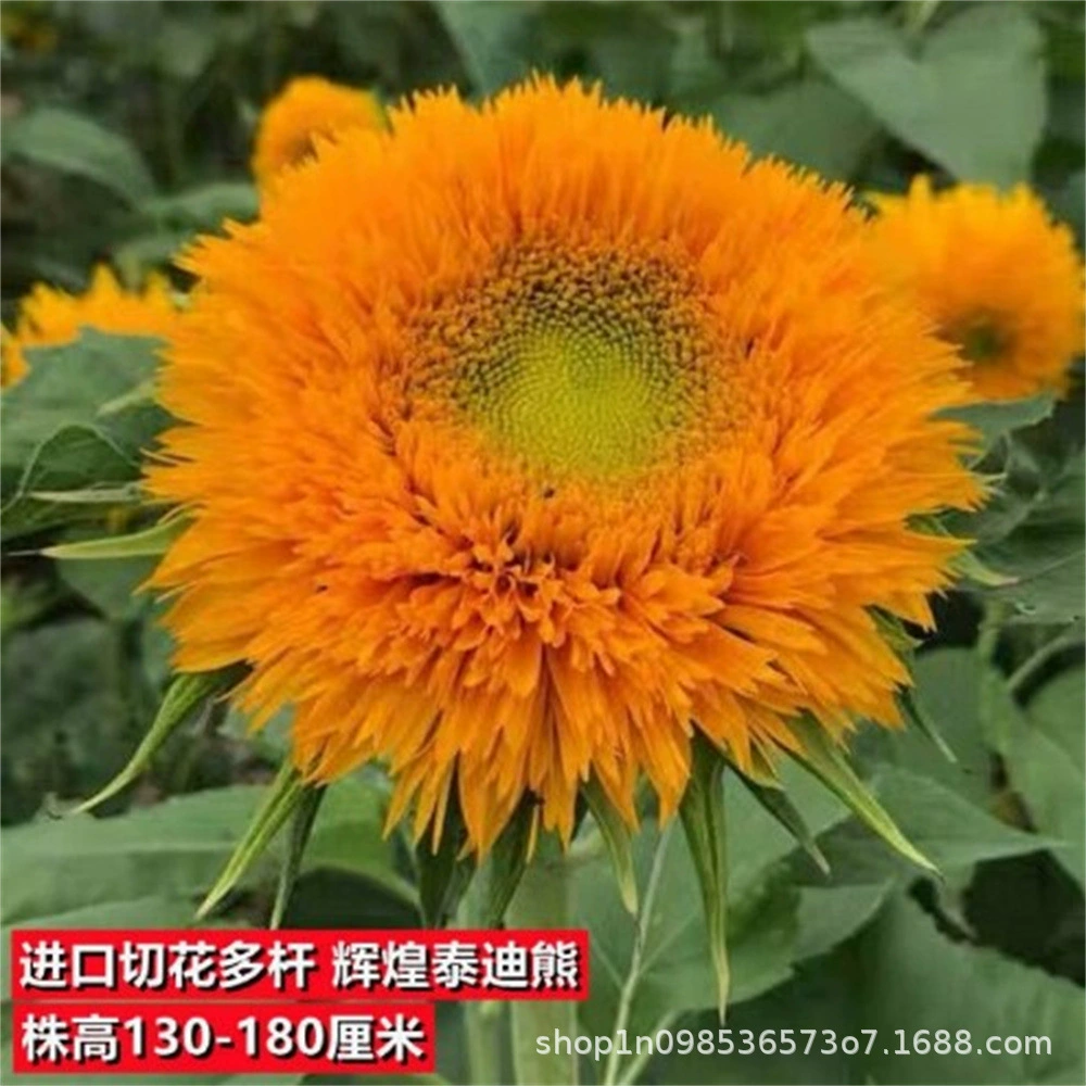 Семена подсолнечника для срезания цветов с несколькими головками Vincent Selected Свежие декоративные украшения для балкона в горшке с коротким столбом Высокополюсные семена подсолнечника