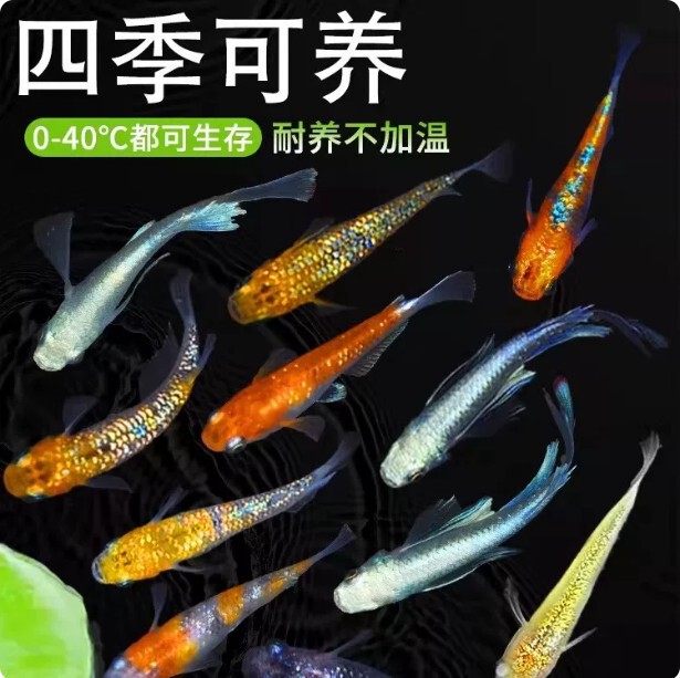 Watch for the Live Green Medaka Fish, a Non-Oxygen Requiring Cold Water Fish, Small Koi, Goldfish, Freshwater Fish, Live Specimens, and Traditional Aquariums Watch for the Live Green Medaka Fish, a Non-Oxygen Requiring Cold Water Fish, Small Koi, Goldfish, Freshwater Fish, Live Specimens, and Traditional Aquariums