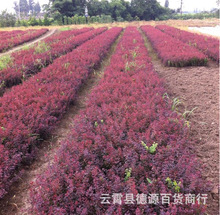 红叶小檗种子苗木种子红叶小波种子彩色苗木种子紫叶小檗植物种子