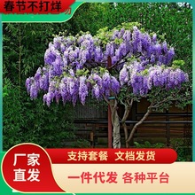 һ�����l���٘����ļ��_���ͺ��̓���������ͥԺ���ٻ�������ֲ��