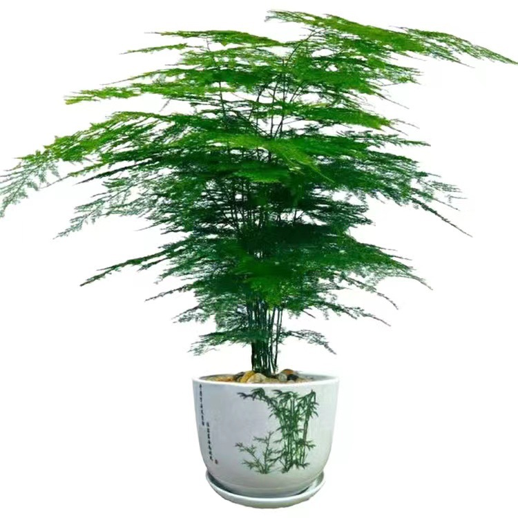 Planta decorativa de bambú en botella de vidrio, hidroponía con pino y nubes, ideal para sala de estar u oficina image 15