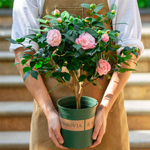 һ�����l����ɽ�軨���Ԏ������҃��̨�m�������ļ��_��ֲ��Gֲ