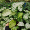 [Direct supply of the base] Observation plant green plant potted flower network red color leaf taro 90#Natural magic