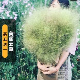 Beautiful Cloud Grass Seeds 300 Fountain Grass Seeds Can Be Cut with Grass Flower Arrangement Indoor and Outdoor Balcony Potted Plants Sown in Spring