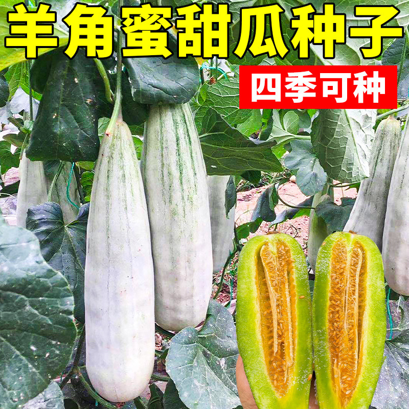 一件羊角蜜甜瓜种孑甜瓜苗秧香瓜种籽大全四季阳台冰糖子水果