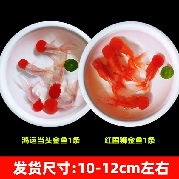 Fine red national lion + lucky head (1 each) 2 pieces in total + fish food 10-12cm