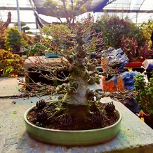 �ձ��t���辰�t�輧�����Ϙ��ļ��t�����玧�~���҃��̨ͥԺֲ��