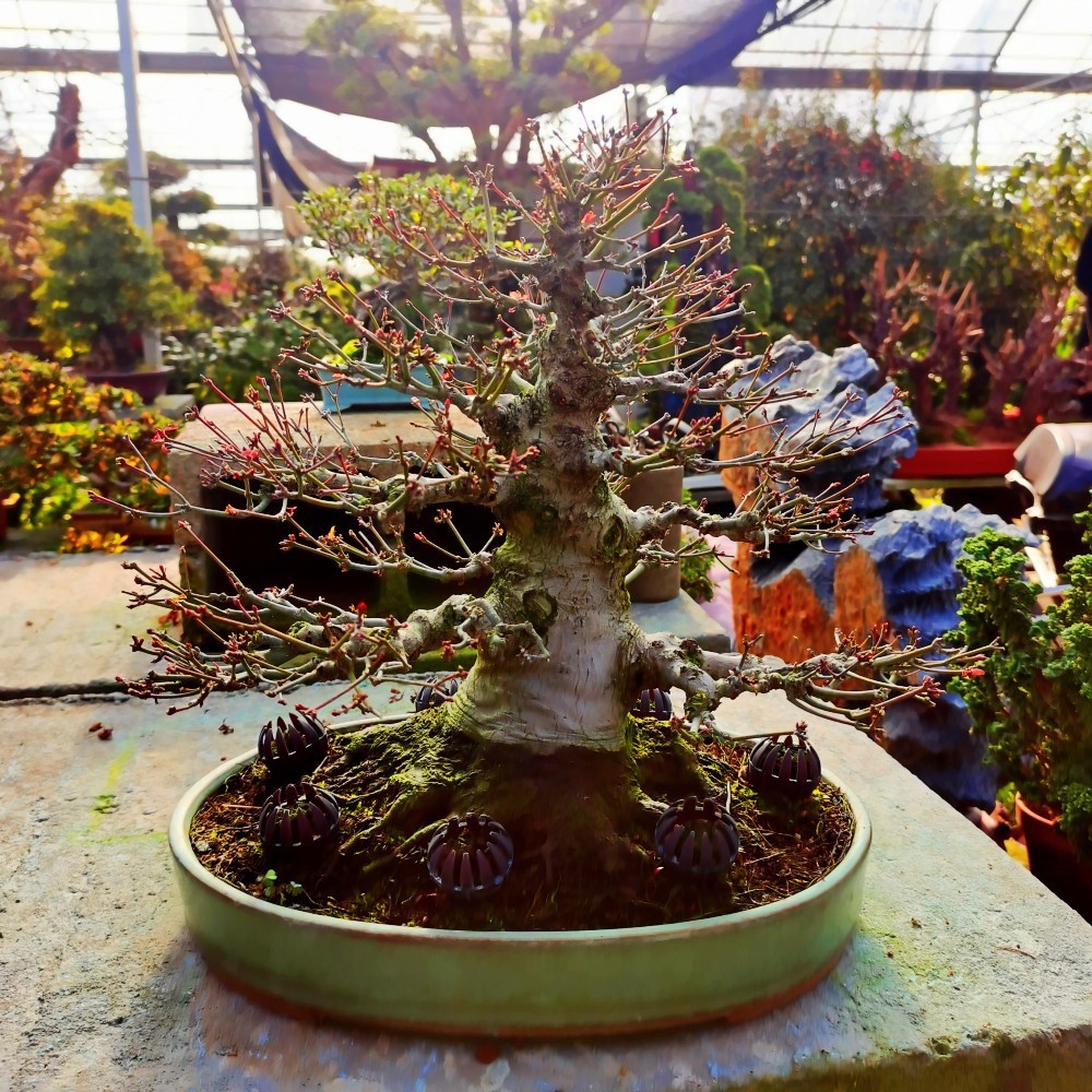 日本红枫盆景红舞姬盆栽老桩四季红枫树苗带叶子室内阳台庭院植物