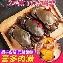 缅甸野生肉蟹青蟹鲜活水产红膏蟹特大醉螃蟹超大酱肉蟹泥蟹全膏蟹