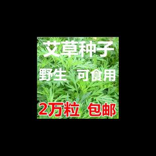 Mugwort Seeds Are Grown in All Seasons. Edible Mugwort Seeds. Wild Vanilla. Medicinal Mugwort Seeds. Qi Mugwort Velvet Seeds