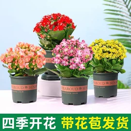 盆栽;园林果树;种子