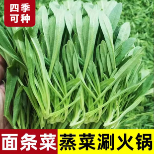 Ұ����l�˷N���ļ��Nֲ�̨ͥԺ�����߲˷N�Ѽ�ͥ�ԷN�r��������