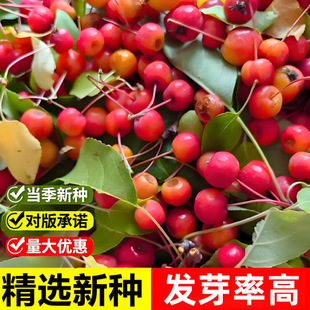 ɽ���ӷN��ɽ�G�ӷN��ɽ�������G�ӷN��Ұ�����������o�@�־G��