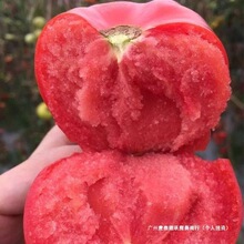 山东普罗旺斯生吃西红柿 新鲜沙瓤大番茄自然熟水果粉柿子1/5斤装