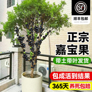 ���ڼΌ�������������ɳ�Ͱ�˹��ͥԺ���F�Ϸ������Nֲ���Դ�ȫ