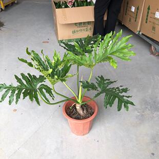 ������ֱ����250#�Ϙ����� ���W�L�҃��^�~�Gֲ ����ϲ������