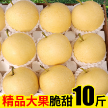 新鲜梨子河北皇冠梨10斤整箱包邮当季水果现摘砀山皇冠梨5雪梨