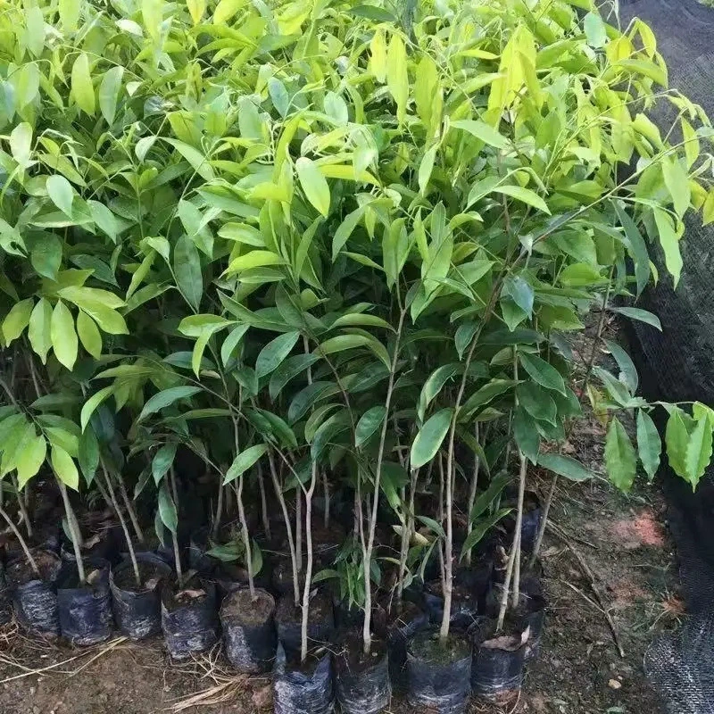 Саженец Фиби с золотой окантовкой Сычуань аутентичный дольчатый Фиби Чжэнань редкий саженец дворового озеленения Горшечное растение вечнозеленое все сезоны