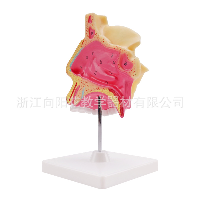 厂家销售XY-309 鼻解剖模型 生物医疗教学仪器模型系列