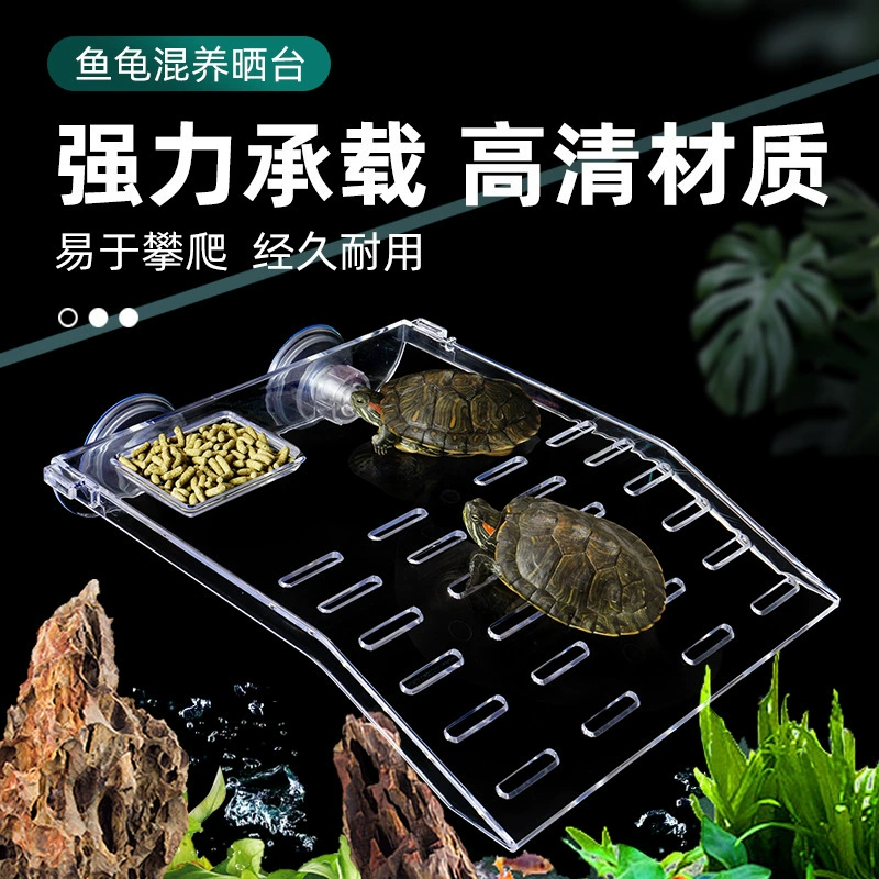 Черепаха поднимается на платформу