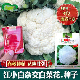 白花菜种子价格 最新白花菜种子价格 批发报价 价格大全 阿里巴巴