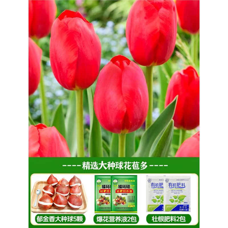 A17 flame tulip 3 large balls + nutrient solution + fertilizer