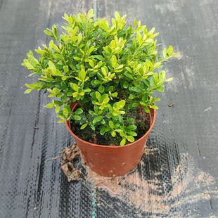 ���lС�~����Ϙ��辰���k���҃��ļ���������΢���^ˮ��ֲ��