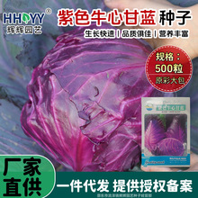现货批发紫色牛心甘蓝种子早熟大头菜红包菜包心菜卷心菜蔬菜种孑
