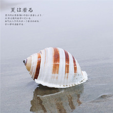 殼貝魚魚缸繁殖】【螺卷天然裝飾品大琴花盆貝殼