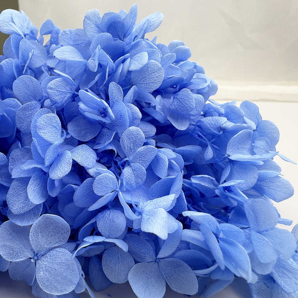 Flores de hortensia preservadas de calidad A+ del fabricante de Yunnan, flores preservadas en caja de 20g.