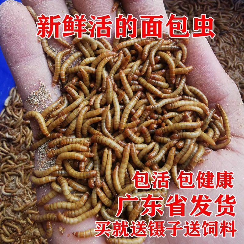 鲜活黄粉虫鹦鹉龙鱼乌龟鸟食仓鼠守宫活体宠物饲料面包虫活虫工厂