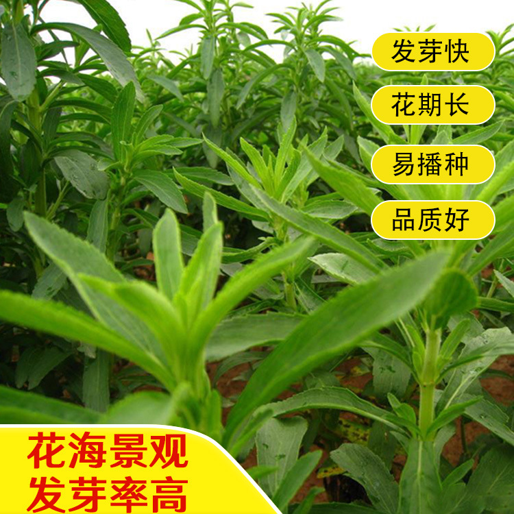 甜叶菊种子甜菊香草 甜菊叶四季庭院家庭盆栽阳台园艺